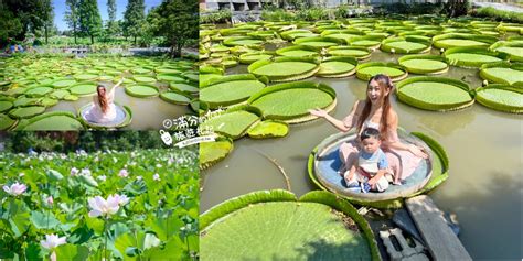 觀音蓮花座|桃園觀音景點【水蓮之鄉休閒蓮園】坐大王蓮.釣小龍蝦.吃蓮子湯.